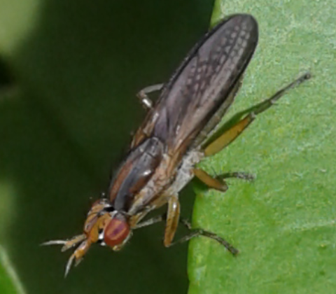 Sciomyzidae : Limnia unguicornis?  S...